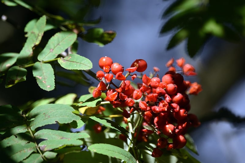 Fruit Gathering