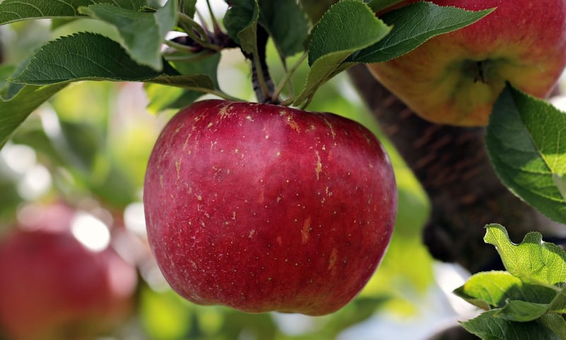 Fruit Gathering